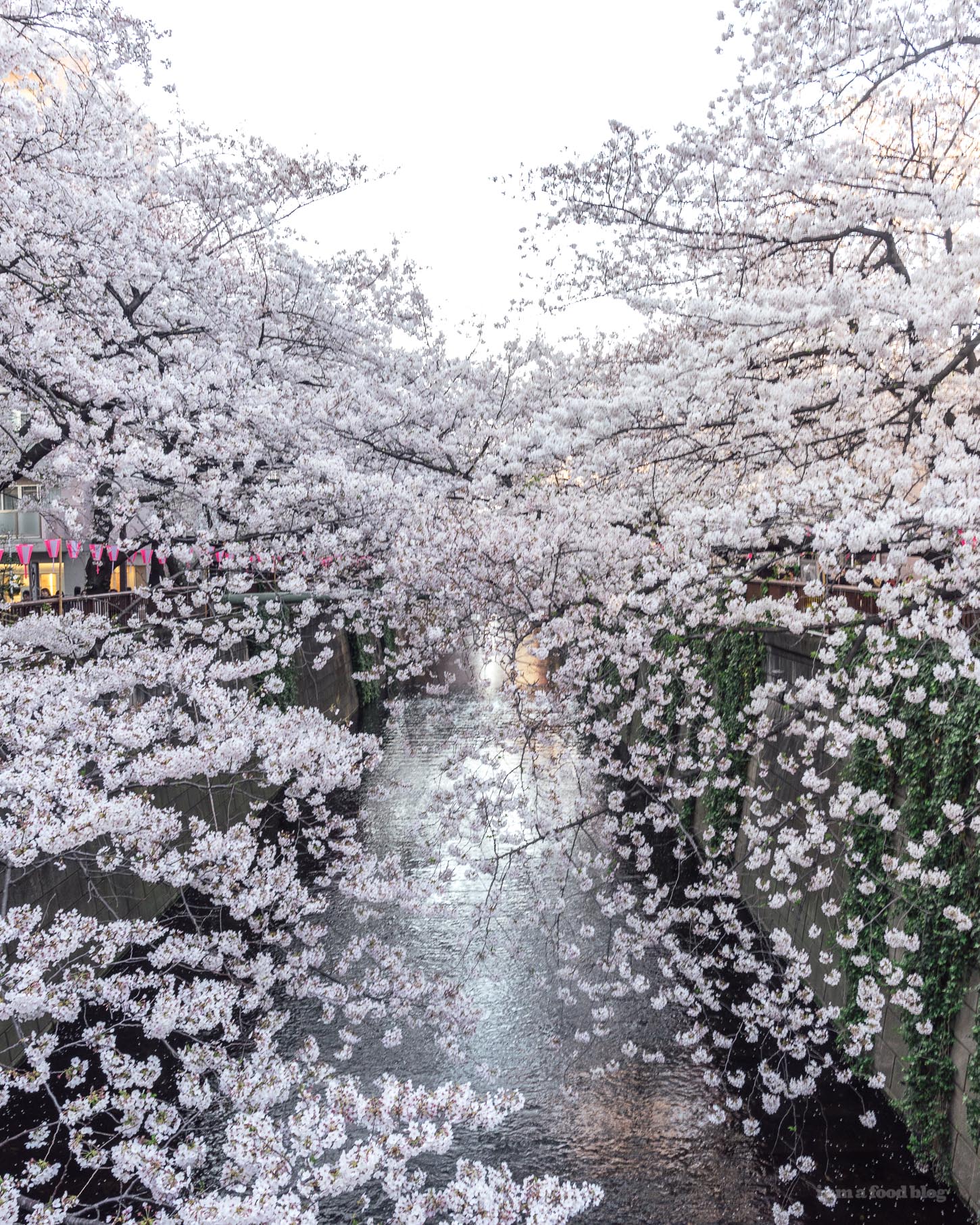 Sakura Season in Tokyo Guide | www.iamafoodblog.com