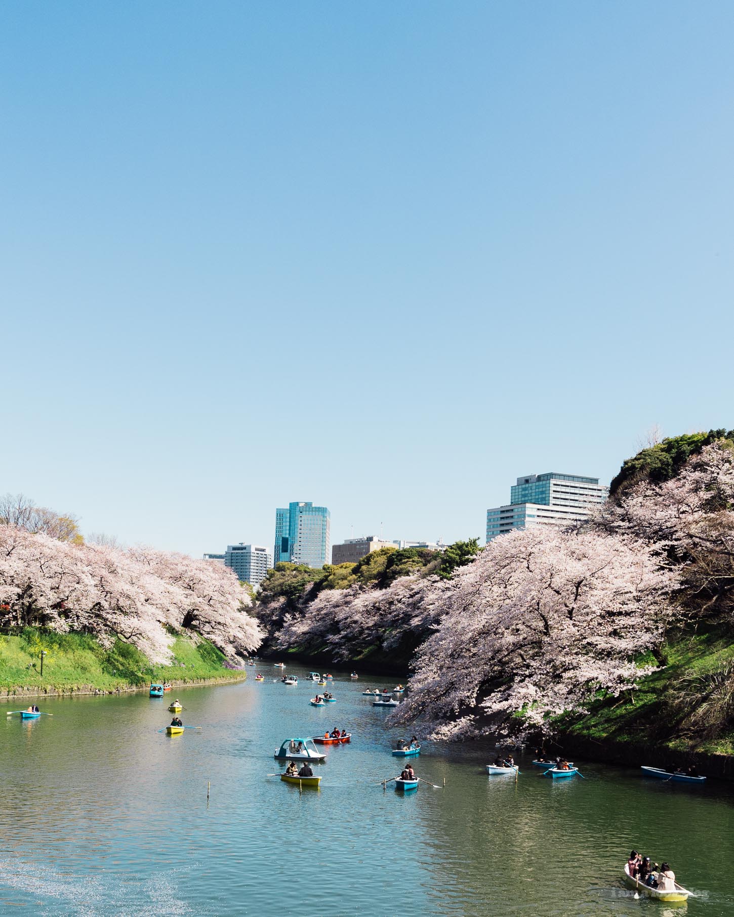 Sakura Season in Tokyo Guide | www.iamafoodblog.com